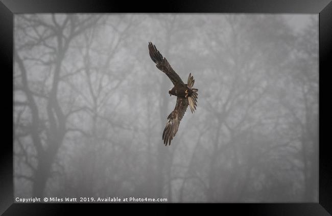 Marsh Harrier in the Mist Framed Print by Miles Watt