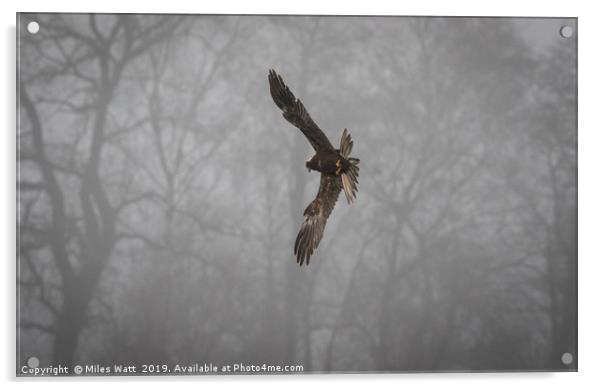 Marsh Harrier in the Mist Acrylic by Miles Watt