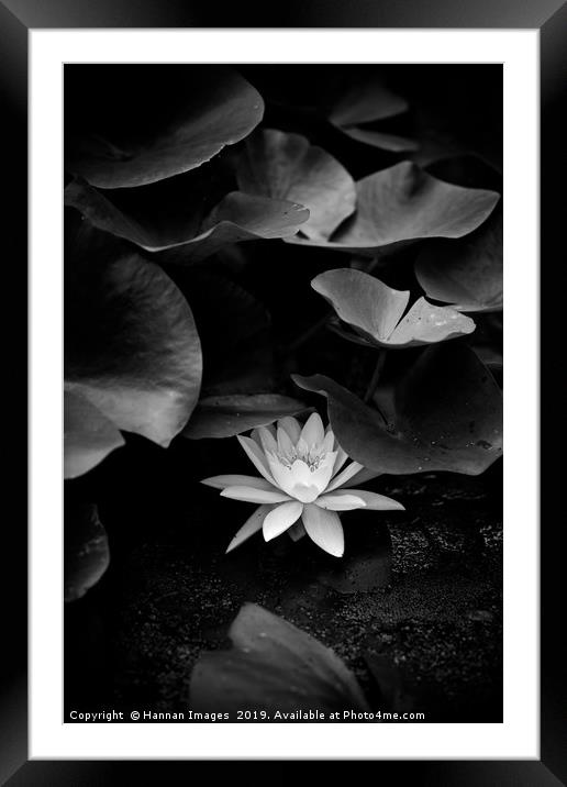 Hiding  Water Lily Framed Mounted Print by Hannan Images