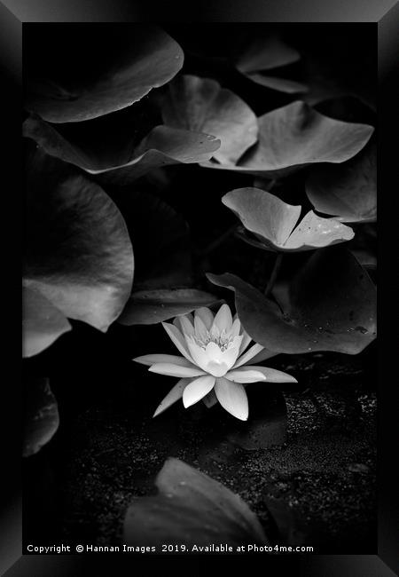 Hiding  Water Lily Framed Print by Hannan Images