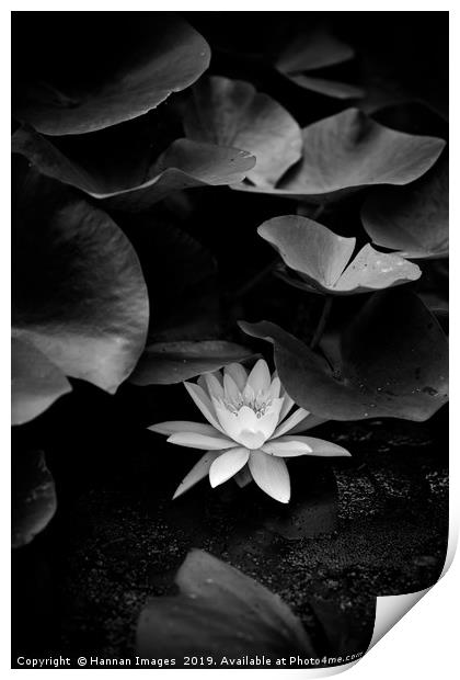 Hiding  Water Lily Print by Hannan Images