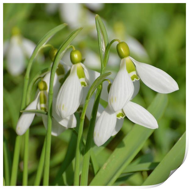 Snowdrops Print by Diana Mower