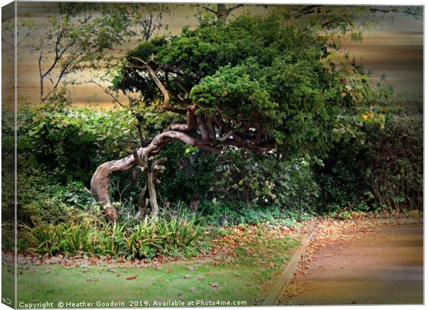 The Crooked Tree Canvas Print by Heather Goodwin