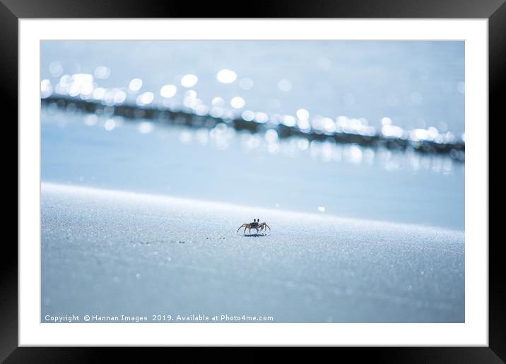 Fijian sand crab Framed Mounted Print by Hannan Images