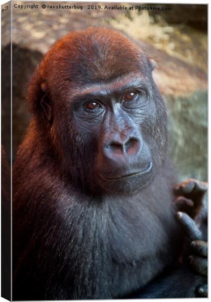 Gorilla Lope Portrait Canvas Print by rawshutterbug 