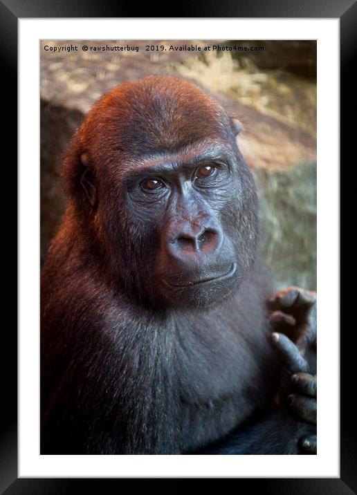 Gorilla Lope Portrait Framed Mounted Print by rawshutterbug 