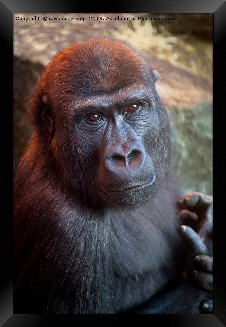 Gorilla Lope Portrait Framed Print by rawshutterbug 