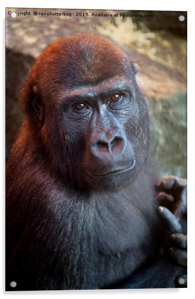 Gorilla Lope Portrait Acrylic by rawshutterbug 