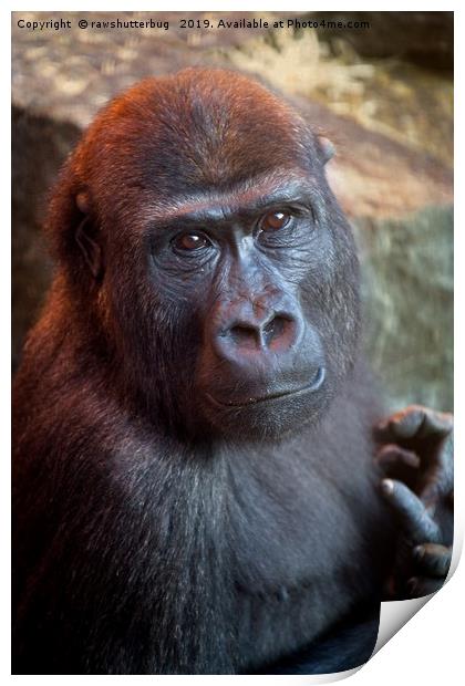 Gorilla Lope Portrait Print by rawshutterbug 