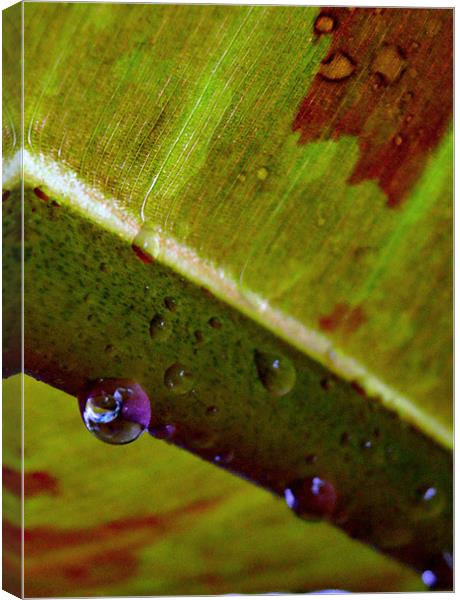 reflections in a water droplet Canvas Print by Heather Newton