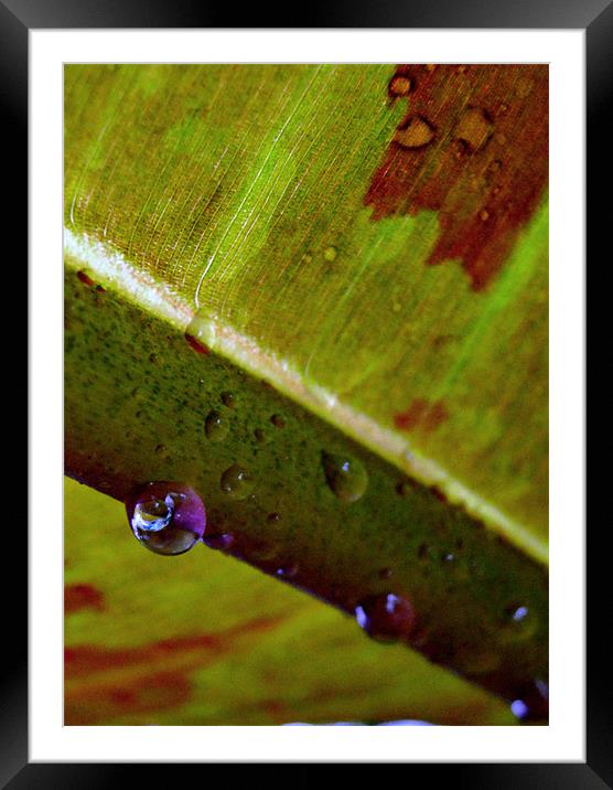 reflections in a water droplet Framed Mounted Print by Heather Newton