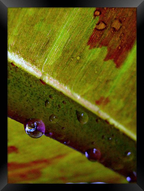 reflections in a water droplet Framed Print by Heather Newton