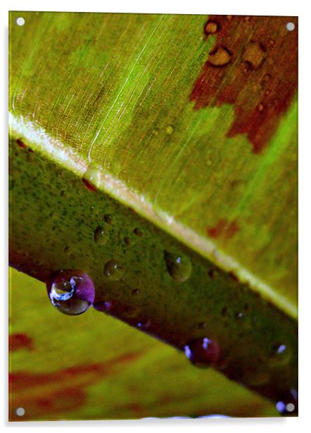 reflections in a water droplet Acrylic by Heather Newton