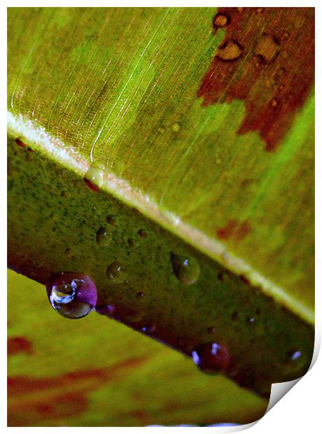 reflections in a water droplet Print by Heather Newton