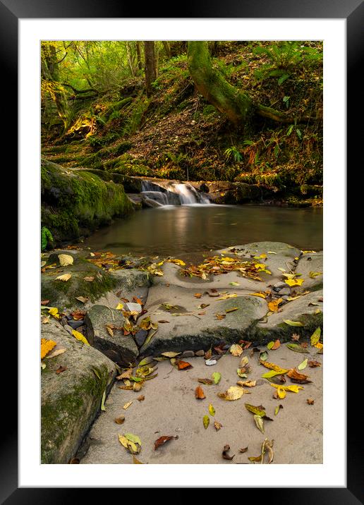Sunlight on leaves at clydach Framed Mounted Print by Eric Pearce AWPF