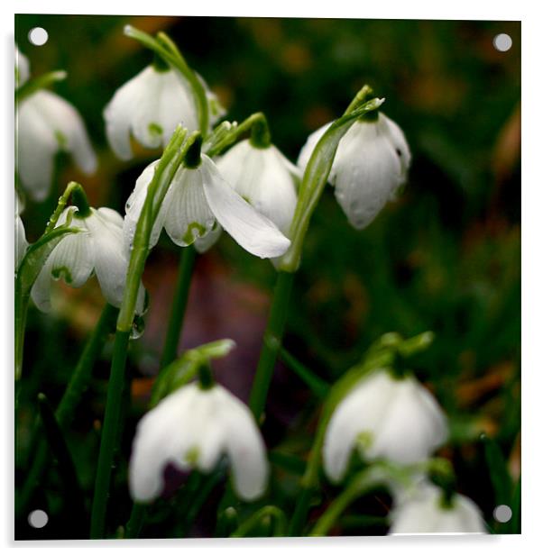 Snowdrops Acrylic by Dave Livsey