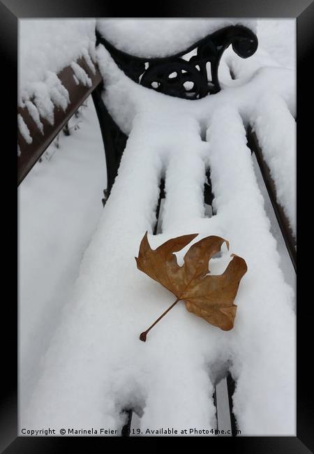 oak leaf on new snow Framed Print by Marinela Feier