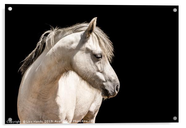 White Pony Acrylic by Lisa Hands
