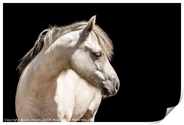 White Pony Print by Lisa Hands