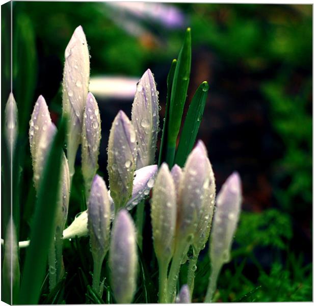 Snowdrops II Canvas Print by Dave Livsey