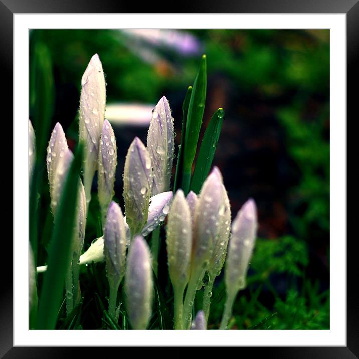 Snowdrops II Framed Mounted Print by Dave Livsey