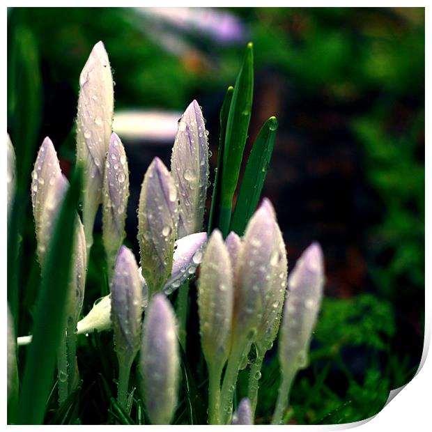 Snowdrops II Print by Dave Livsey