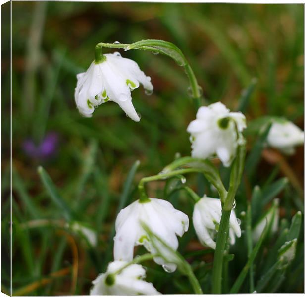 Snowdrops III Canvas Print by Dave Livsey