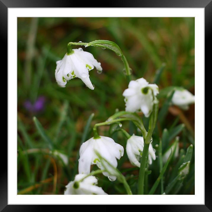 Snowdrops III Framed Mounted Print by Dave Livsey
