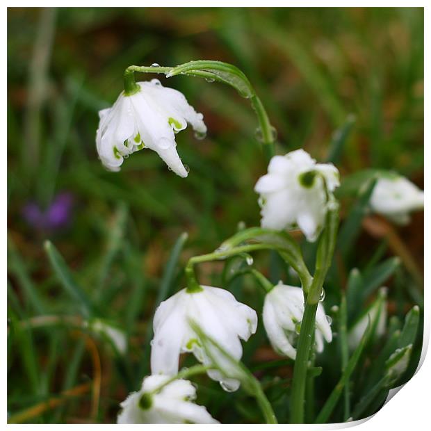 Snowdrops III Print by Dave Livsey