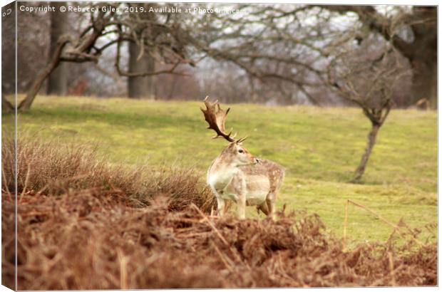 Deer at Knole Canvas Print by Rebecca Giles