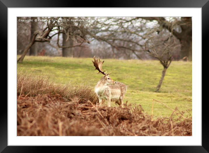 Deer at Knole Framed Mounted Print by Rebecca Giles