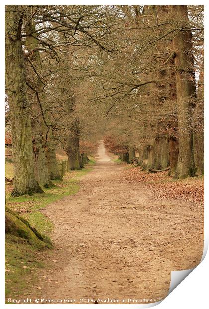 Walk in the woods Print by Rebecca Giles