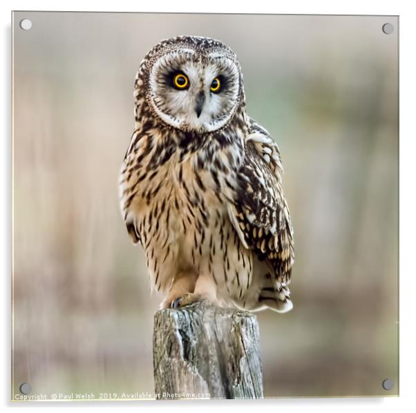 Short Eared Owl On A Post Acrylic by Paul Welsh