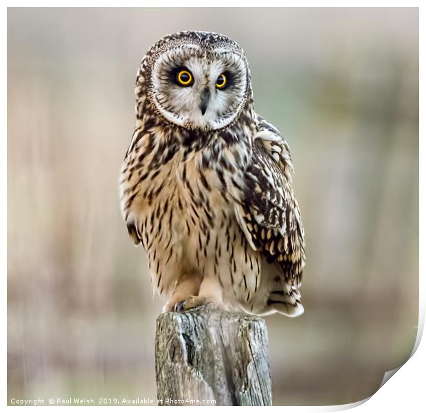 Short Eared Owl On A Post Print by Paul Welsh