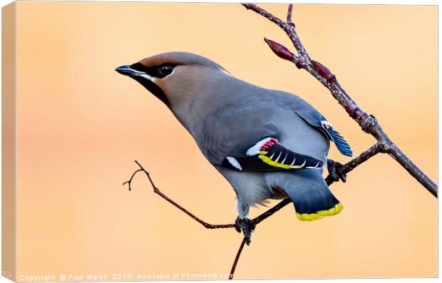 Bohemian Waxwing  Canvas Print by Paul Welsh