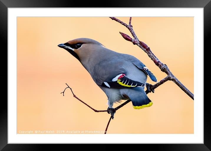 Bohemian Waxwing  Framed Mounted Print by Paul Welsh