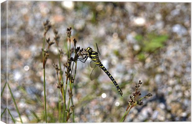 Animal, Insect, Golden ringed dragonfly, male Canvas Print by Hugh McKean