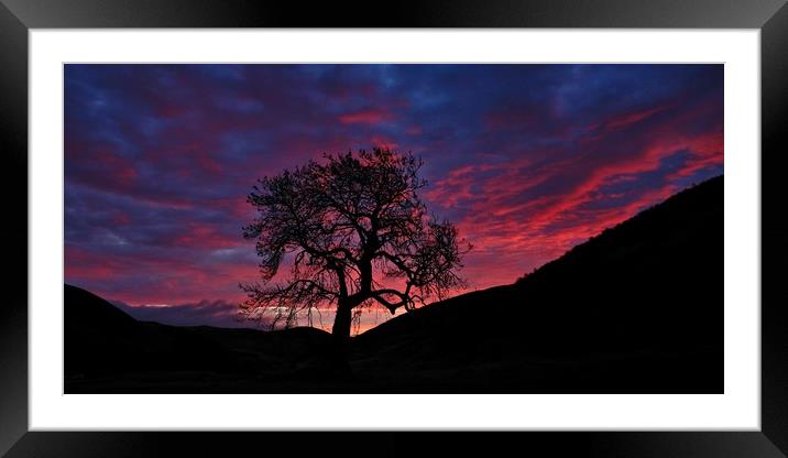 Frandy tree at dawn Framed Mounted Print by JC studios LRPS ARPS