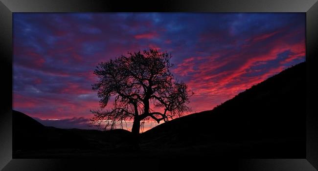 Frandy tree at dawn Framed Print by JC studios LRPS ARPS