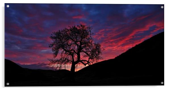 Frandy tree at dawn Acrylic by JC studios LRPS ARPS