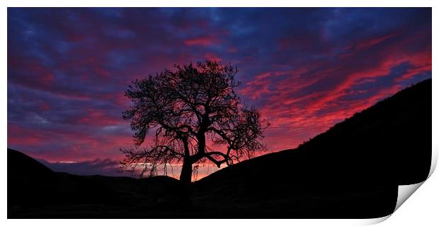 Frandy tree at dawn Print by JC studios LRPS ARPS