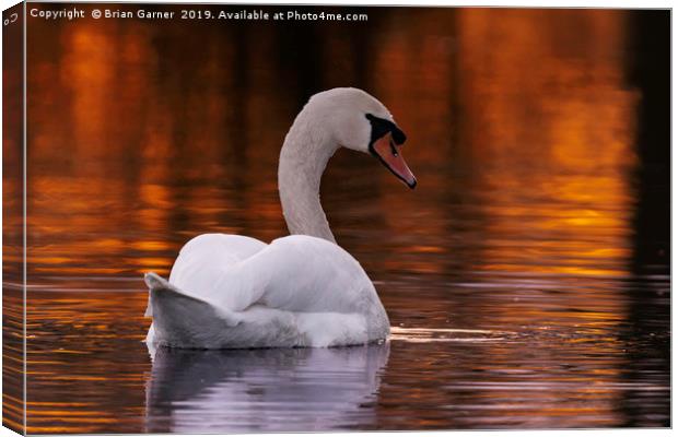 Swan in the Sunset Canvas Print by Brian Garner