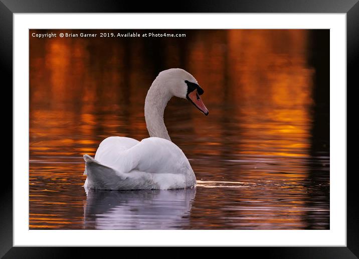 Swan in the Sunset Framed Mounted Print by Brian Garner