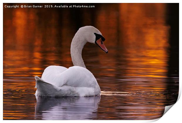 Swan in the Sunset Print by Brian Garner