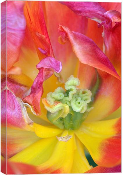 Tulip macro Canvas Print by Pete Hemington