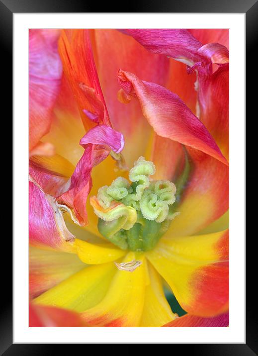Tulip macro Framed Mounted Print by Pete Hemington
