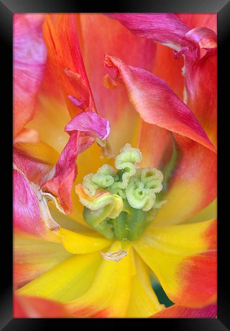 Tulip macro Framed Print by Pete Hemington