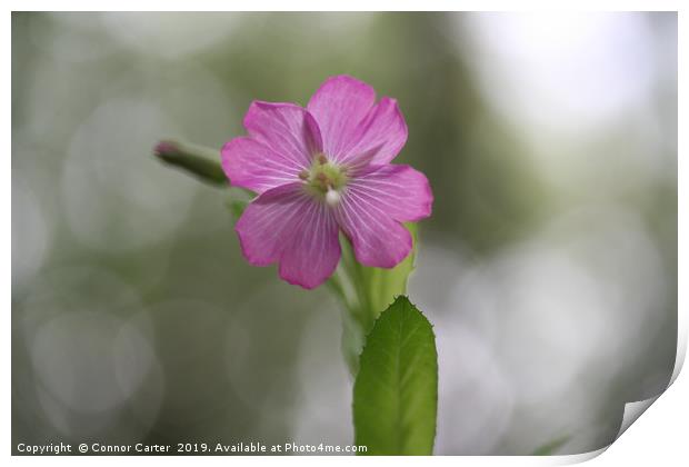 Rosebay Willow Herb Print by Connor Carter