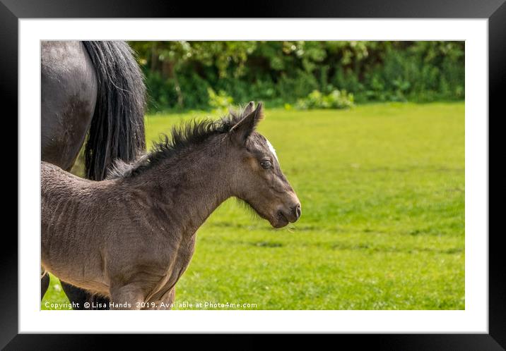 The Foal - 2 Framed Mounted Print by Lisa Hands