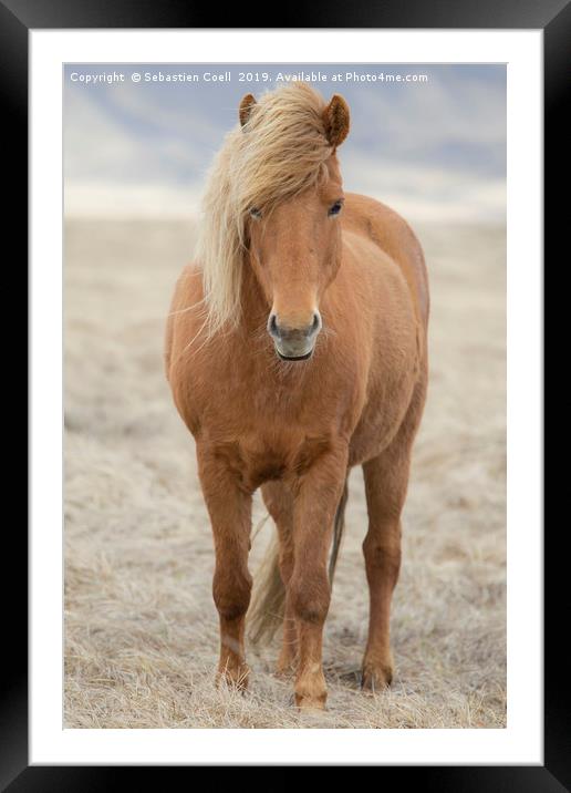 Icelandic Horse Framed Mounted Print by Sebastien Coell